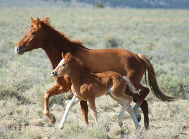 Horse slaughter legalized in u.s. | care2 causes