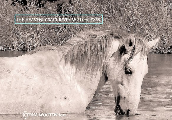 The Heavenly Salt River Wild Horses.. ♥ Photo By Tina Wooten — at Tonto National Forest.