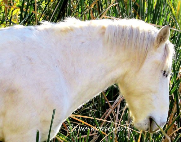Heavenly Presence.   Photo By Tina WootenTina's Favorite Salt River Wild Stallion — at Tonto National Forest.