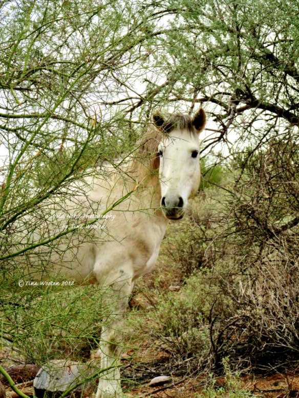 A Salt River Wild Stallion.. Photo By Tina Wooten —