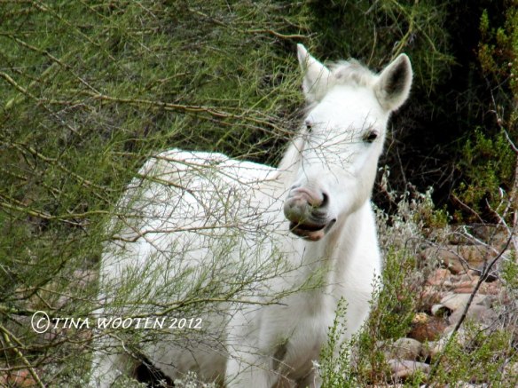 This photo I named ..."Wild Angel In White" Wild Horse Photo By Tina Wooten —
